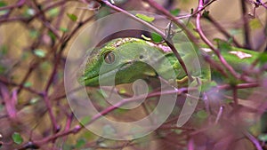 A rare Northland green gecko New Zealand