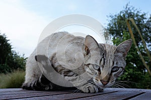 Rare ojos azules blue eyed cat sitting on a wooden table photo