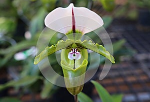 rare orchid. Paphiopedilum, Lady`s Slipper. slipper orchid.
