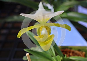 rare orchid. Paphiopedilum, Lady`s Slipper. slipper orchid. godefroyae. leucochilum.