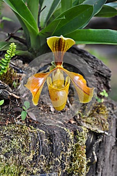 The rare orchid, Paphiopedilum villosum