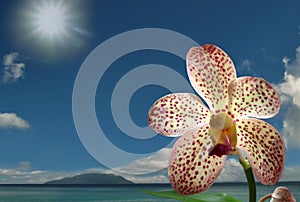 Rare orchid on spring seaside.