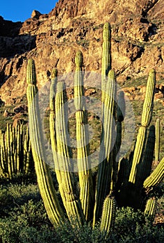 Rare organ pipe cactus, Organ Pipe Cactus National Monument, Arizona