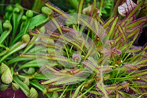Rare original insectivorous plant in the natural environment in close-up