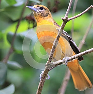 Beautiful Oriole