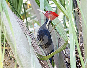 A rare pale-billed woodpecker, Campephilus guatemalensis, perched in a bamboo tree in Mexico