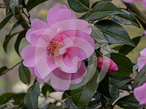 Camellia williamsii Daintiness
