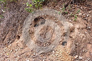 Rare pangolins make holes on the roadside photo