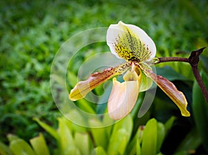 Rare Paphiopedilum orchid flower.