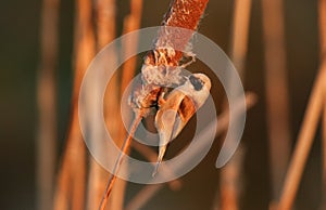 A stunning rare Penduline Tit Remiz pendulinus perched and feeding on insects in a Bulrush just after sunrise.