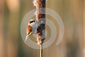 A stunning rare Penduline Tit Remiz pendulinus perched and feeding on insects in a Bulrush.