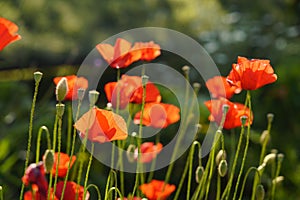 Field of poppies