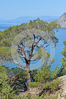 Rare pine tree in Crimea on rock by Black sea