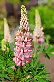 Rare pink Lupin flower