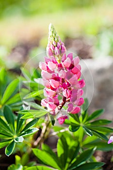 Rare pink Lupin flower (Lupinus)