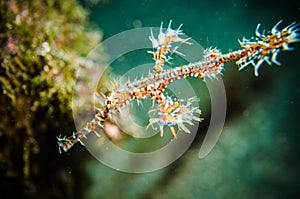 Rare pipefish bunaken sulawesi indonesia solenostomus paradoxus underwater