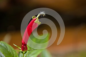 Rare plant flower of rain forest in high mountain tropical Bolivia. Macro