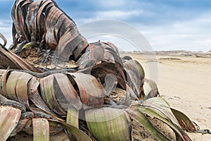 Rare plant known as Welwitschia mirabilis, extremely rare is considered a living fossil. Desert, Africa, Namibe, Angola