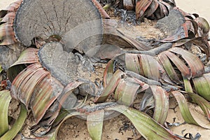 Rare plant known as Welwitschia mirabilis, extremely rare is considered a living fossil. Desert, Africa, Namibe, Angola