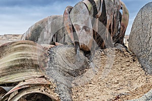 Rare plant known as Welwitschia mirabilis, extremely rare is considered a living fossil. Desert, Africa, Namibe, Angola