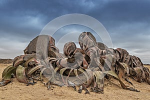 Rare plant known as Welwitschia mirabilis, extremely rare is considered a living fossil. Desert, Africa, Namibe, Angola photo