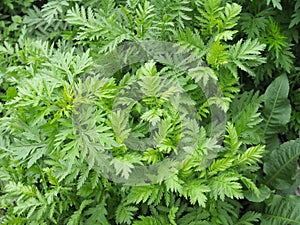 Rare plant Large-Leafed Tansy flowering plants in the aster family , Asteraceae Tanacetum macrophyllum