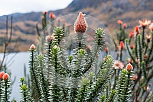 Rare plants with spectacular flowers in Cajas National Park, Ecuador photo