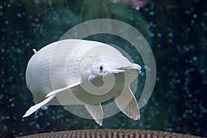 A rare Platinum snow white Alligator gar Atractosteus spatula while swimming on a huge aquarium somewhere in asia