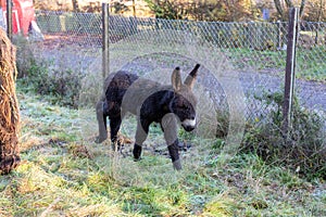 Rare Poitou donkey foal