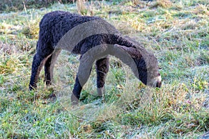 Rare Poitou donkey foal