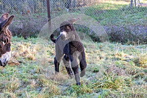 Rare Poitou donkey foal