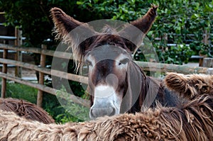 Rare Poitou Donkeys