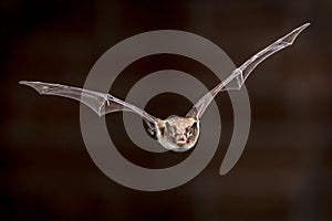 Flying pond bat photo