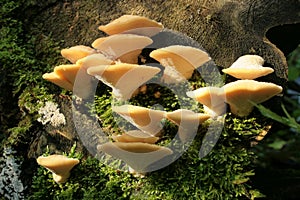 Rare poroid fungus Climacocystis borealis
