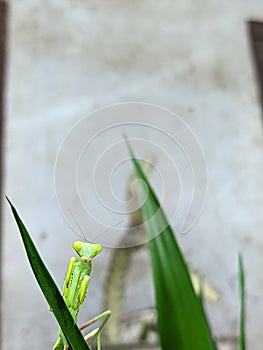 Rare Portrait Image Of A Green Praying Mantis Insect Looking The Camera