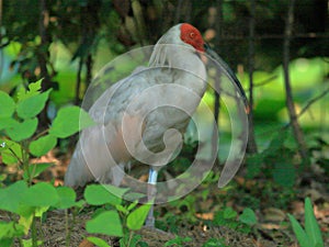 Rare and precious birds fly freely for crested ibis to return to naturewn