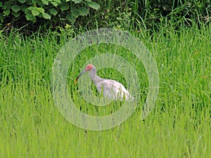 Rare and precious birds fly freely for crested ibis to return to naturewn