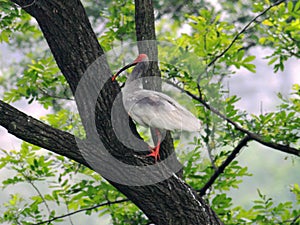 Rare and precious birds fly freely for crested ibis to return to naturewn