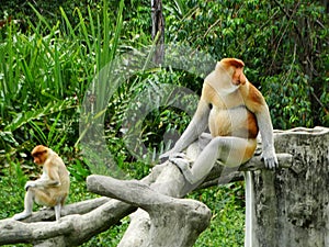 A rare proboscis monkey in the mangrove of Labuk Bay