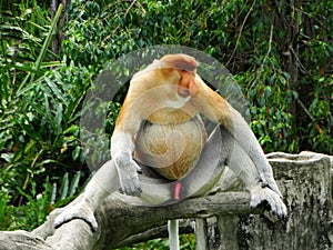 A rare proboscis monkey in the mangrove of Labuk Bay