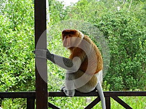 A rare proboscis monkey in the mangrove of Labuk Bay