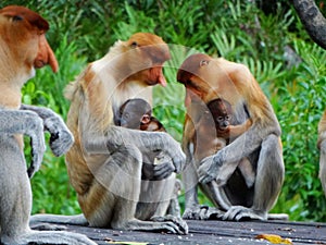 A rare proboscis monkey in the mangrove of Labuk Bay