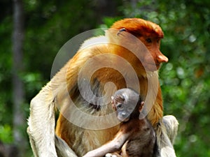 A rare proboscis monkey in the mangrove of Labuk Bay