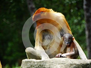 A rare proboscis monkey in the mangrove of Labuk Bay