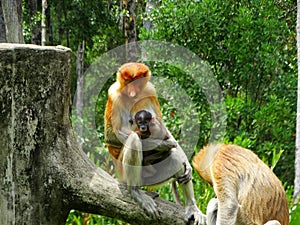 A rare proboscis monkey in the mangrove of Labuk Bay