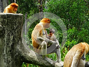 A rare proboscis monkey in the mangrove of Labuk Bay