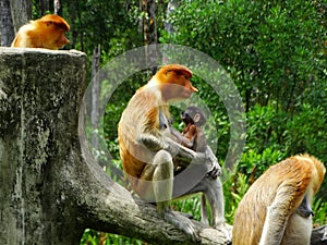 A rare proboscis monkey in the mangrove of Labuk Bay