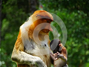 A rare proboscis monkey in the mangrove of Labuk Bay