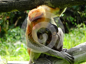 A rare proboscis monkey in the mangrove of Labuk Bay