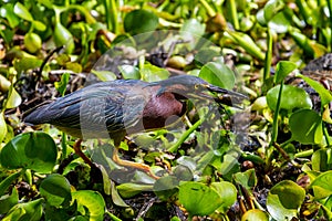 Rare Profile Shot of a Least Bittern (Ixobrychus exilis) Eating a Crayfish (Crawdad).